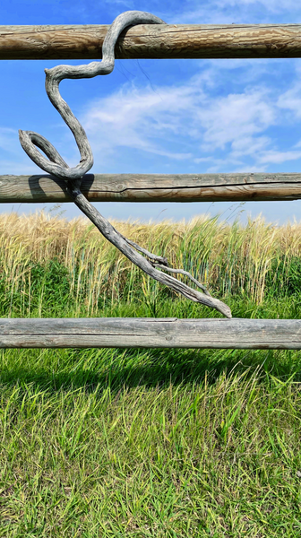 Foothills I: Driftwood