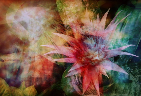 Hope Springs Anew